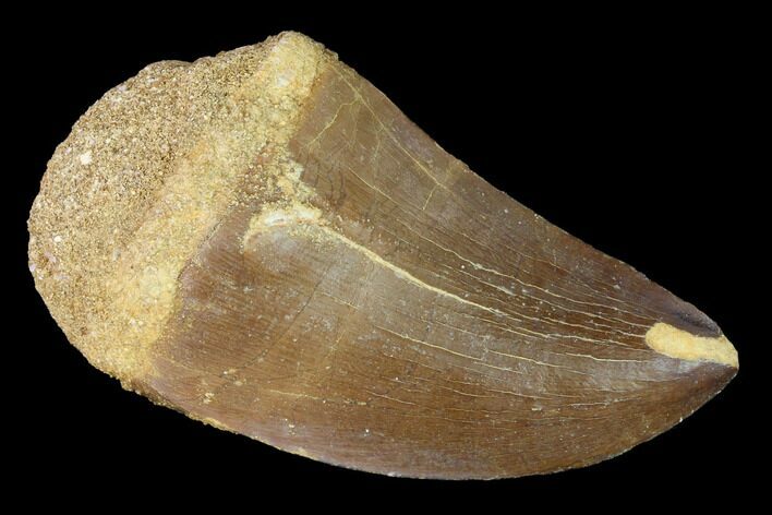 Large, Mosasaur (Prognathodon) Tooth #163694